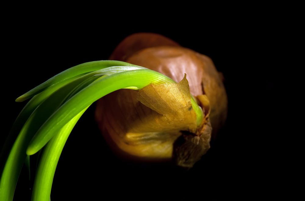 Zwiebel Stillleben