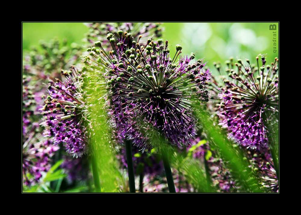 Zwiebelblüte