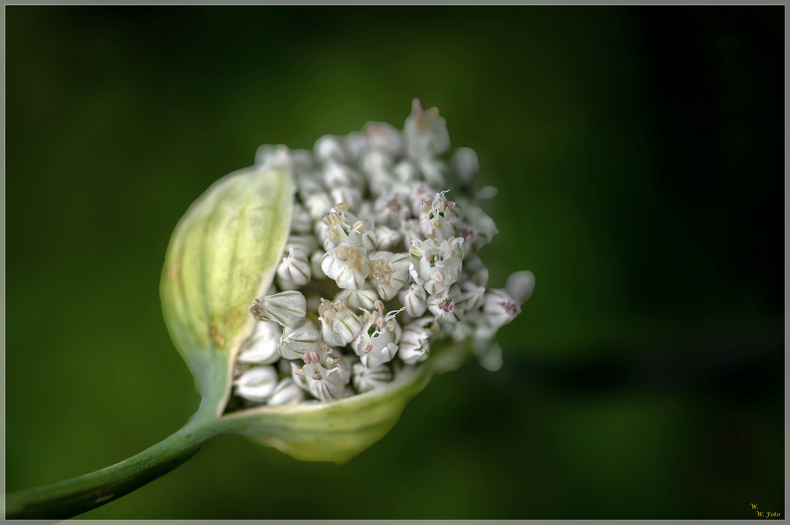 Zwiebelblüte