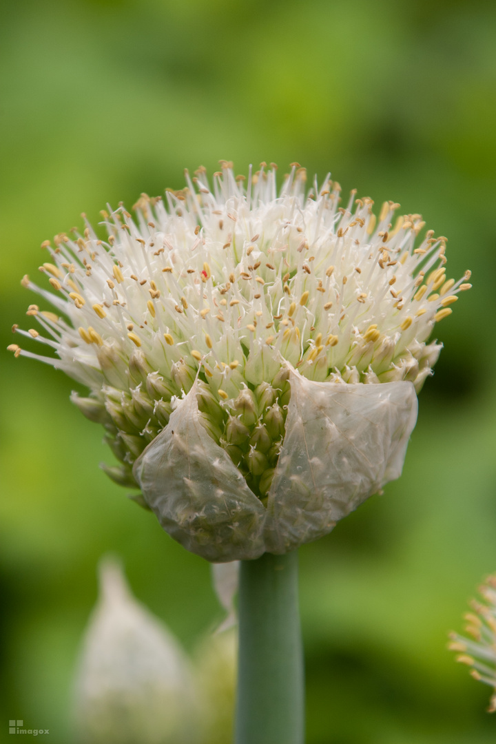 Zwiebelblüte