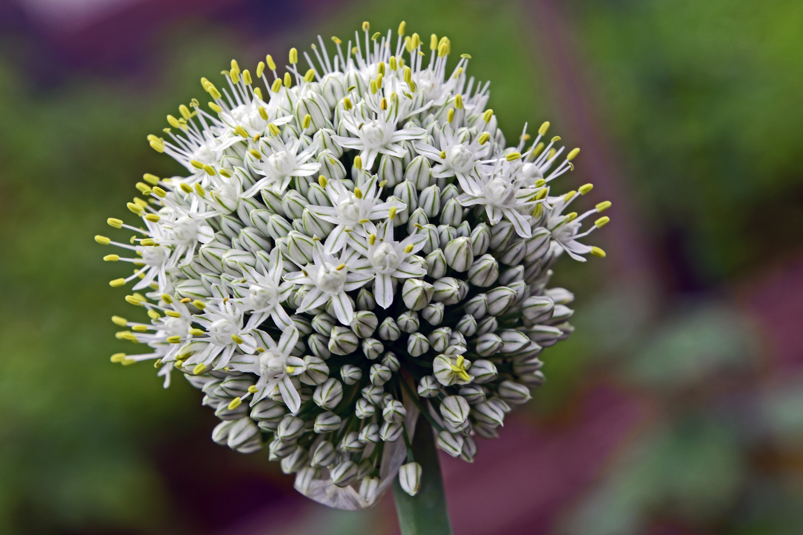 Zwiebelblüte