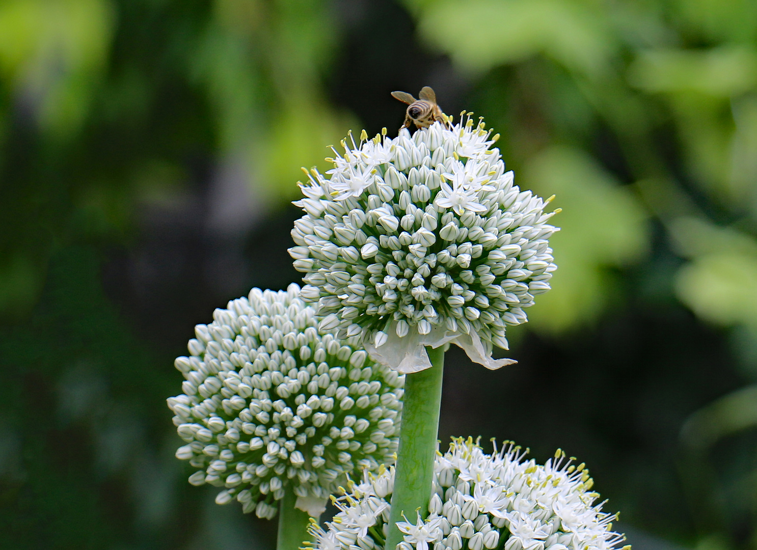 Zwiebelblüte