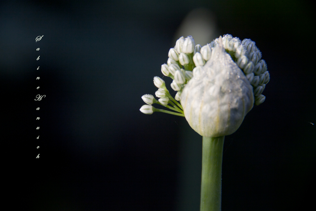 Zwiebelblüte