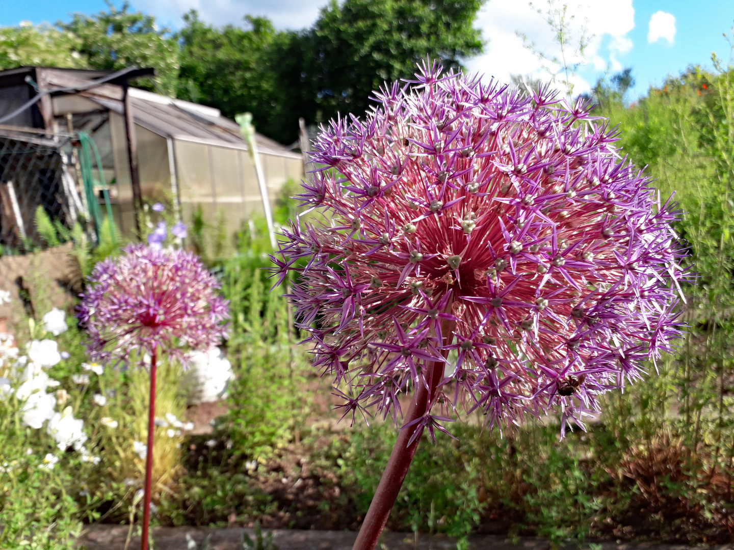 Zwiebelblüte Allium