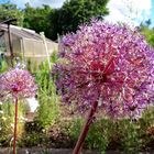 Zwiebelblüte Allium