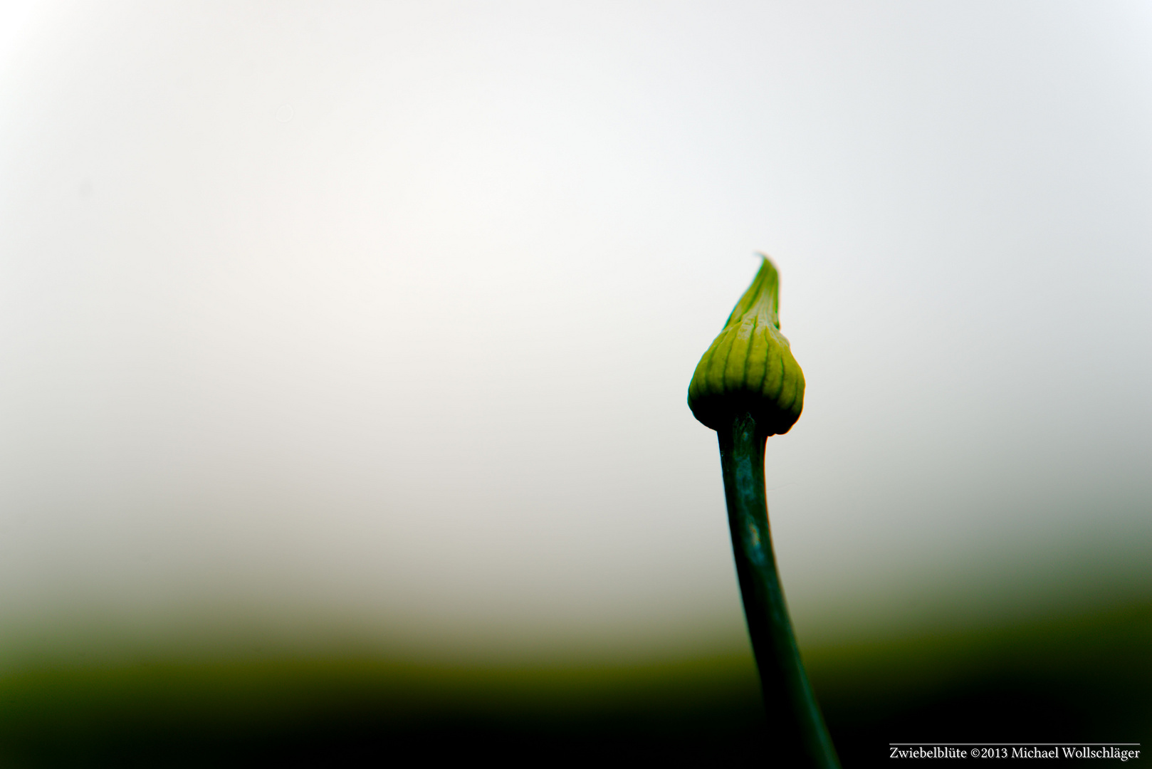 Zwiebelblüte