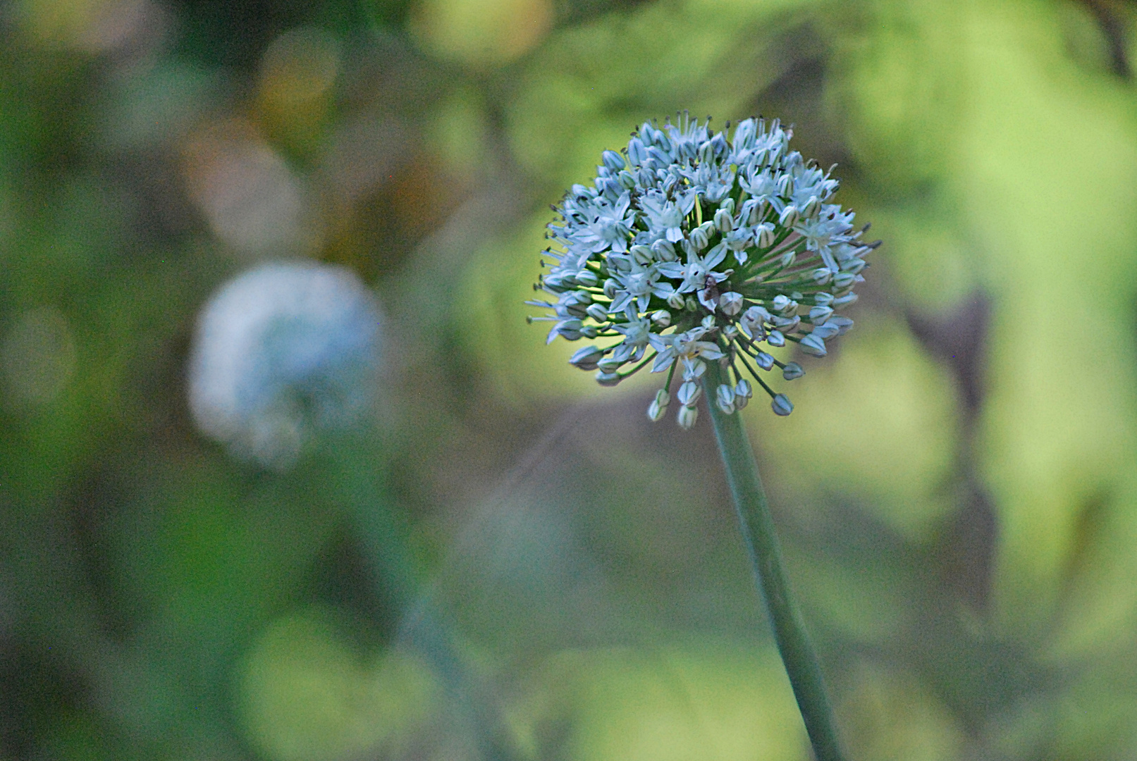 Zwiebelblüte...