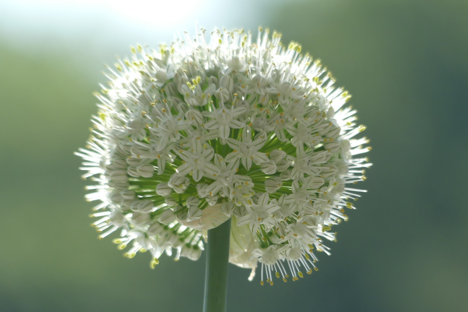 Zwiebelblüte