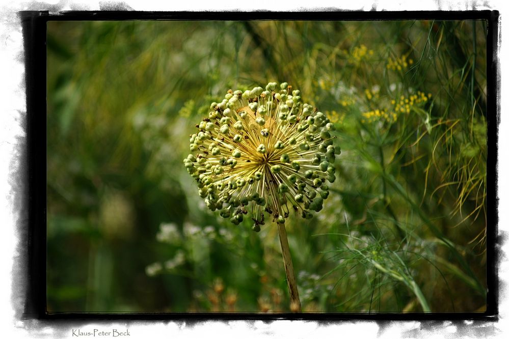 Zwiebelblüte (verwelkt)