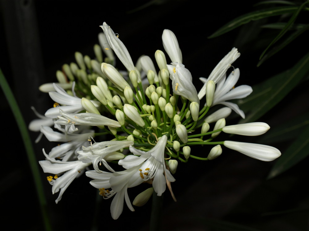 Zwiebelblume