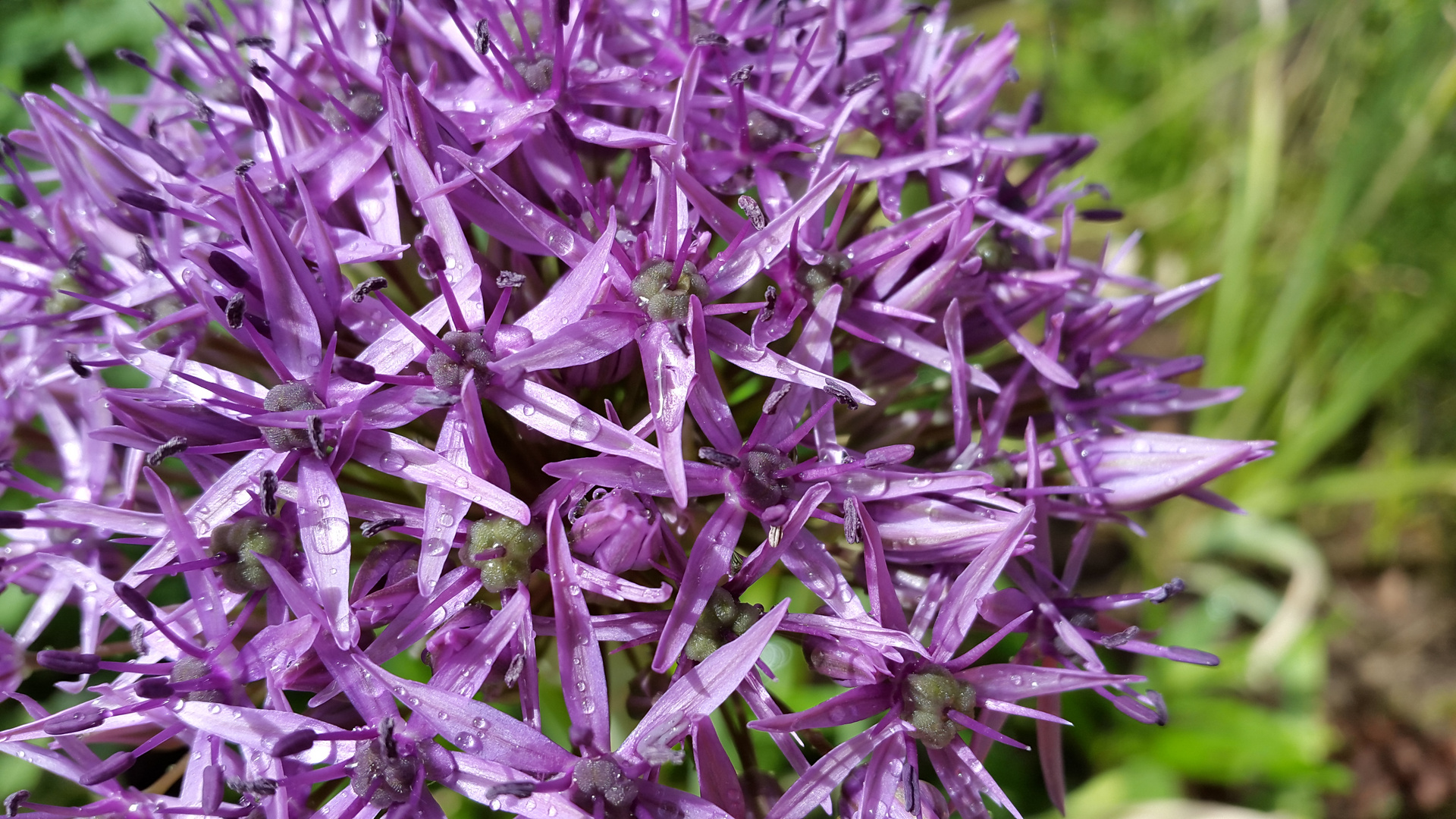 Zwiebelblume