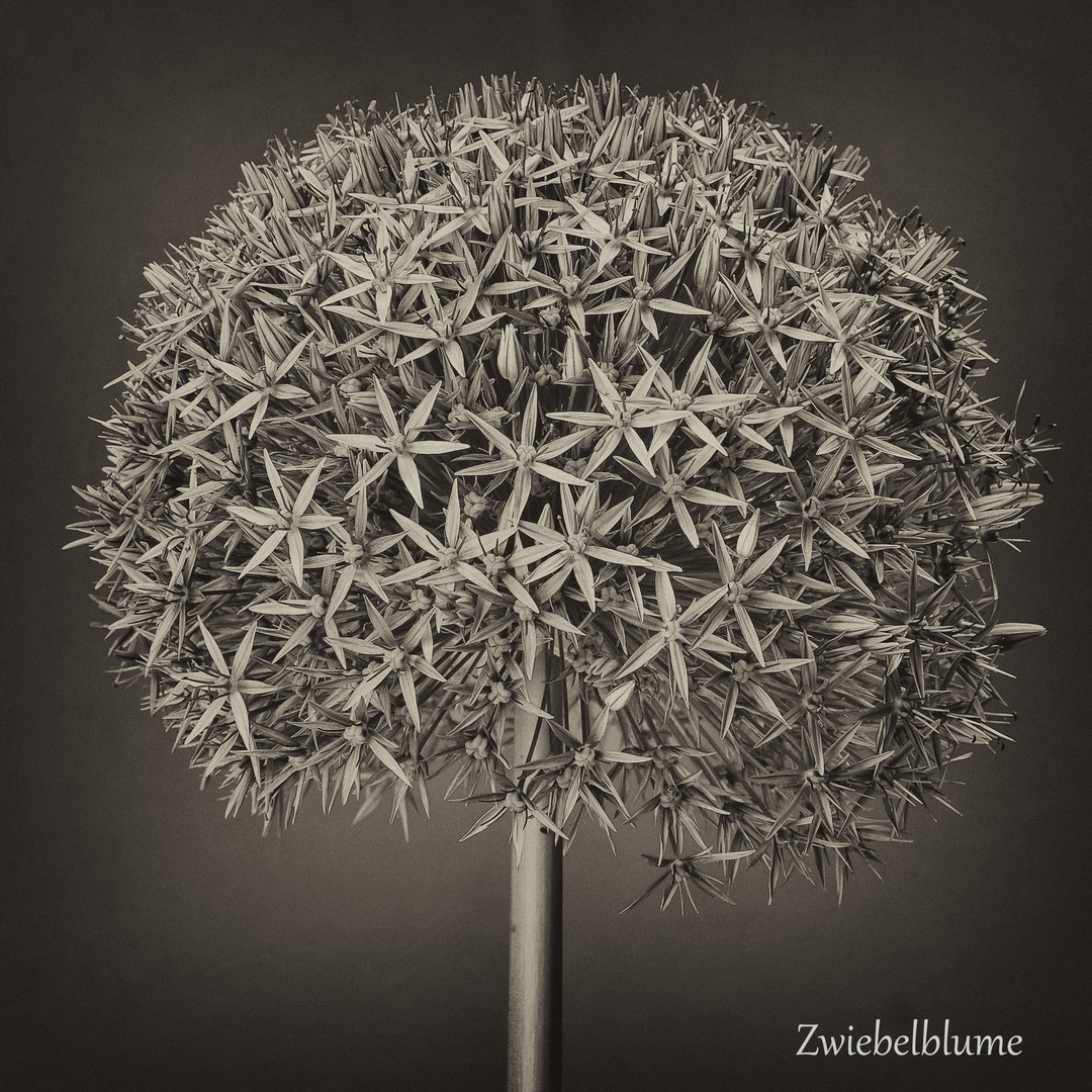 Zwiebelblume 