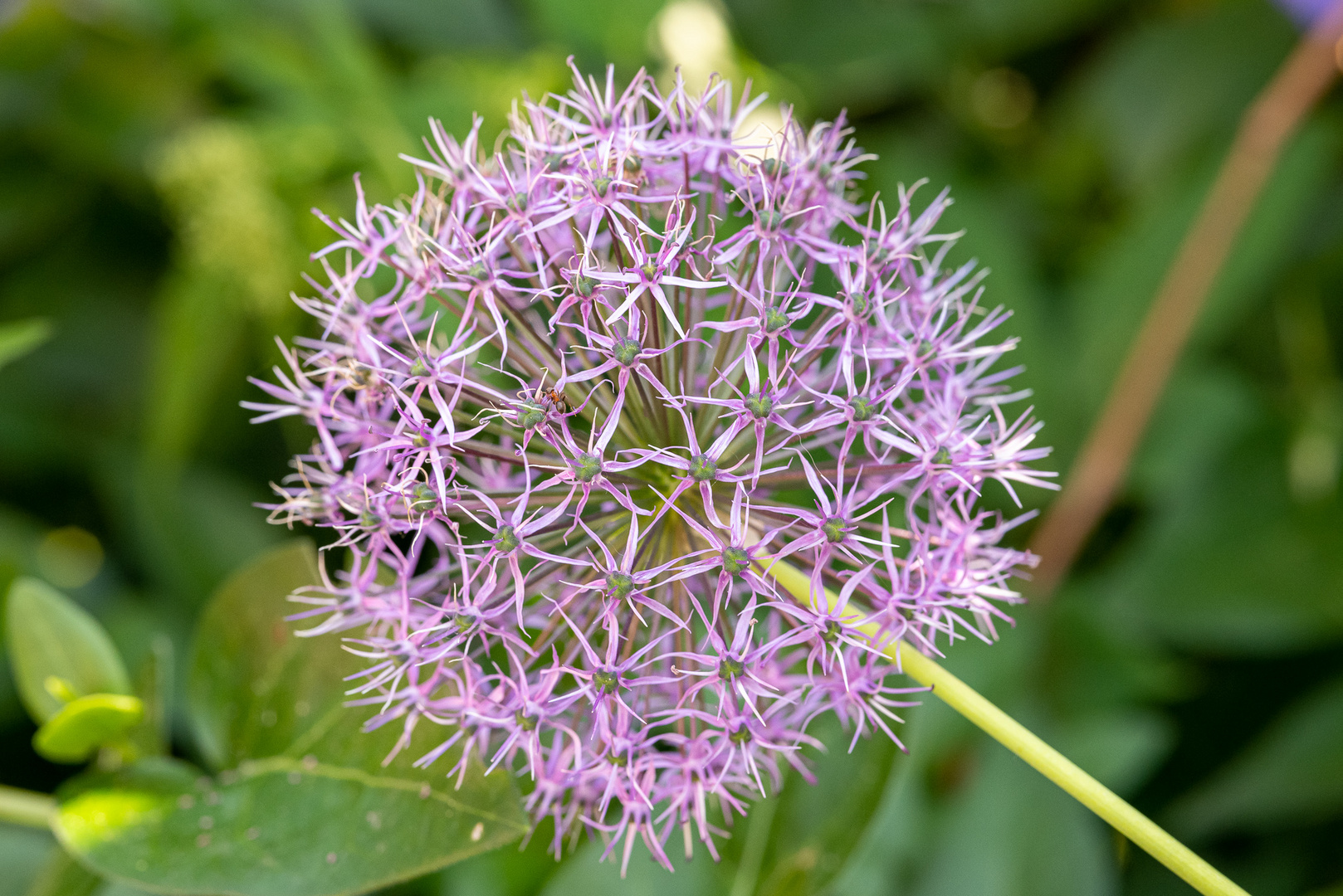 Zwiebelblume mit Ameise