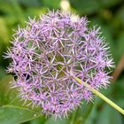 Zwiebelblume mit Ameise