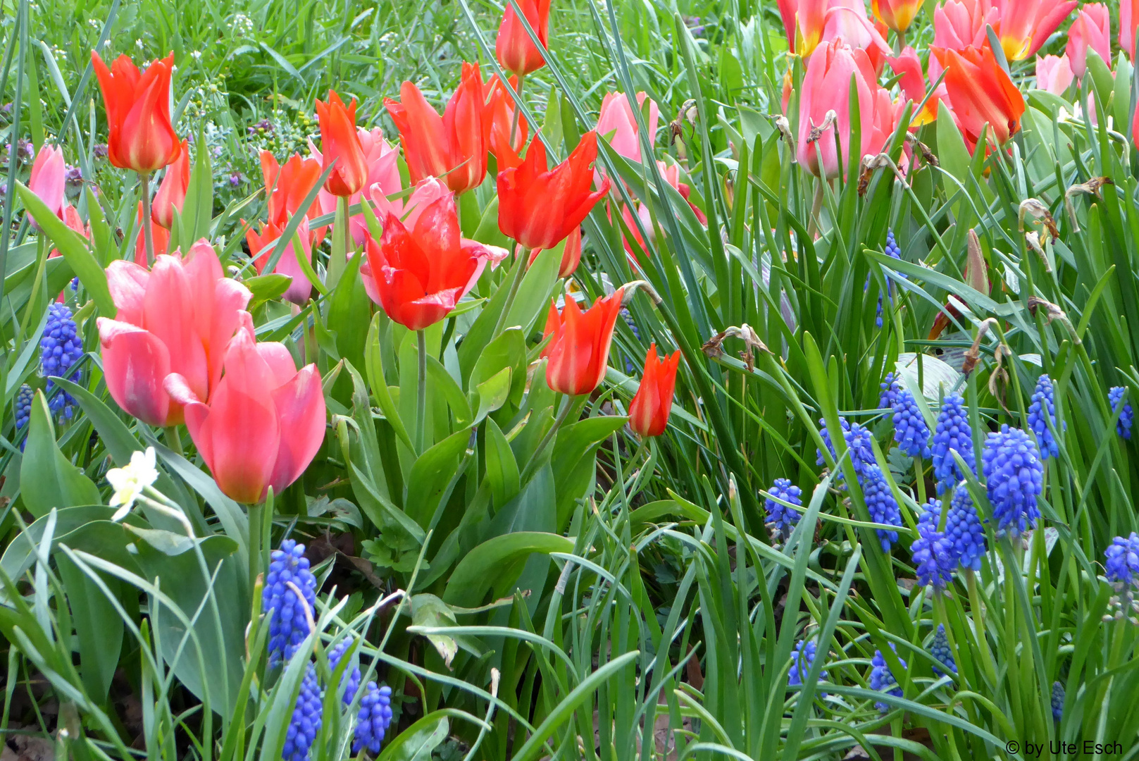 Zwiebelblumen