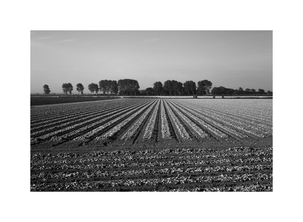 Zwiebelernte in Zeeland