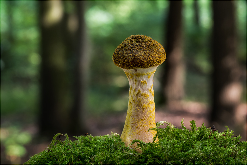 Zwiebelfüßiger Hallimasch (Armillaria cepistipes)