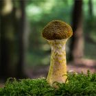 Zwiebelfüßiger Hallimasch (Armillaria cepistipes)