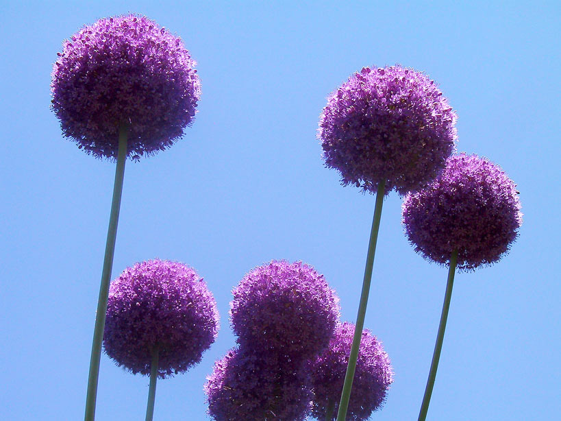 Zwiebelgewächs Foto & Bild pflanzen, pilze & flechten, blüten