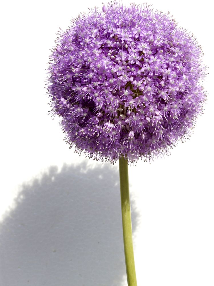 Zwiebelgewächs Foto & Bild pflanzen, pilze & flechten, blüten