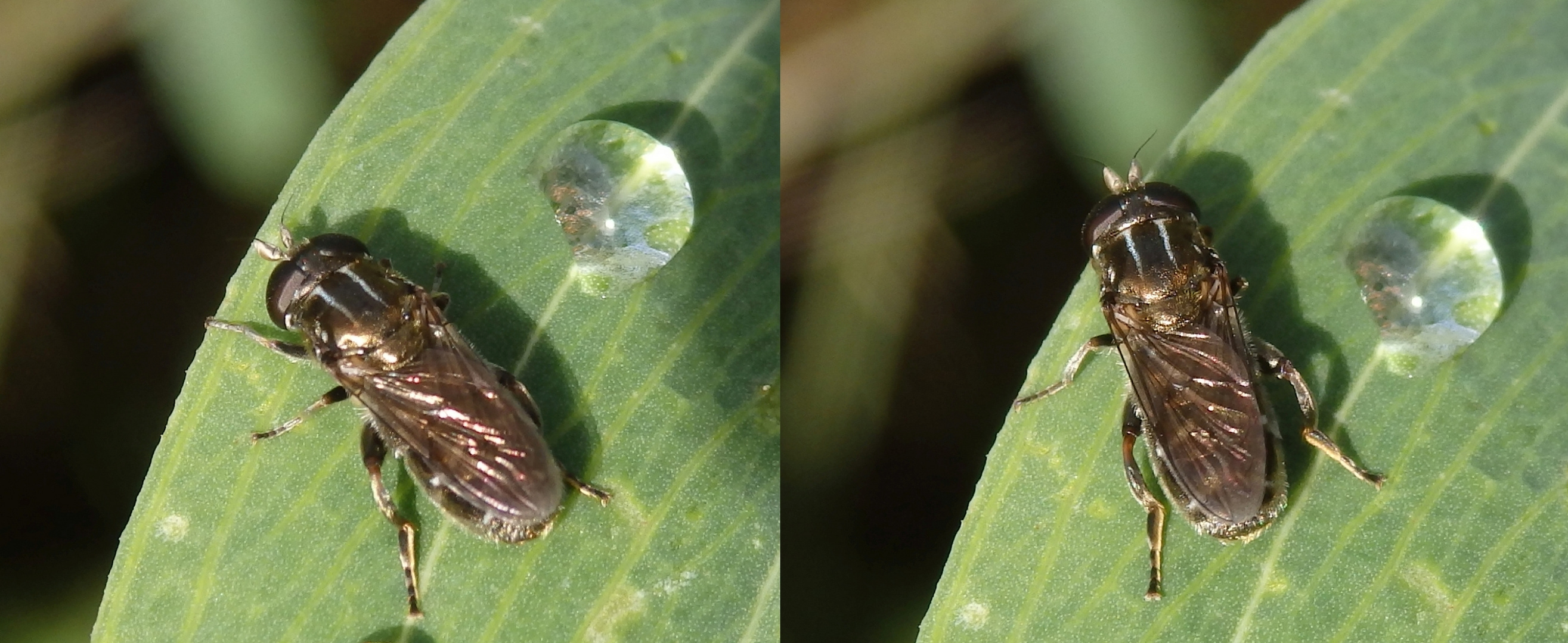 Zwiebelmondfliege (Eumerus strigatus)