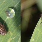 Zwiebelmondfliege (Eumerus strigatus)