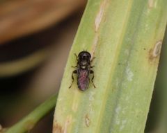 Zwiebelmondfliege (Eumerus strigatus)