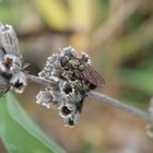 Zwiebelmondfliege (Eumerus strigatus)