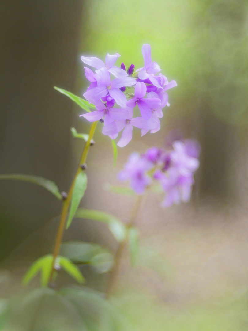 Zwiebeltragende Zahnwurz, (Cardamine bulbífera)