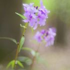 Zwiebeltragende Zahnwurz, (Cardamine bulbífera)