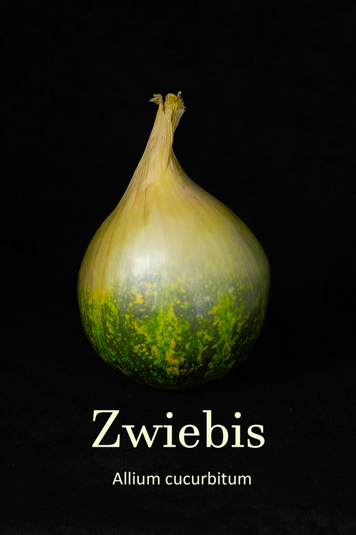 Zwiebis