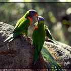 Zwiegespräch im Zoo von Perth