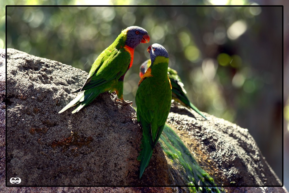 Zwiegespräch im Zoo von Perth