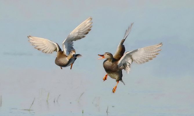 Zwiegespräch in der Luft