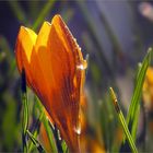 Zwiegespräch mit der Sonne