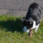 Zwiegespräch mit einer Katze