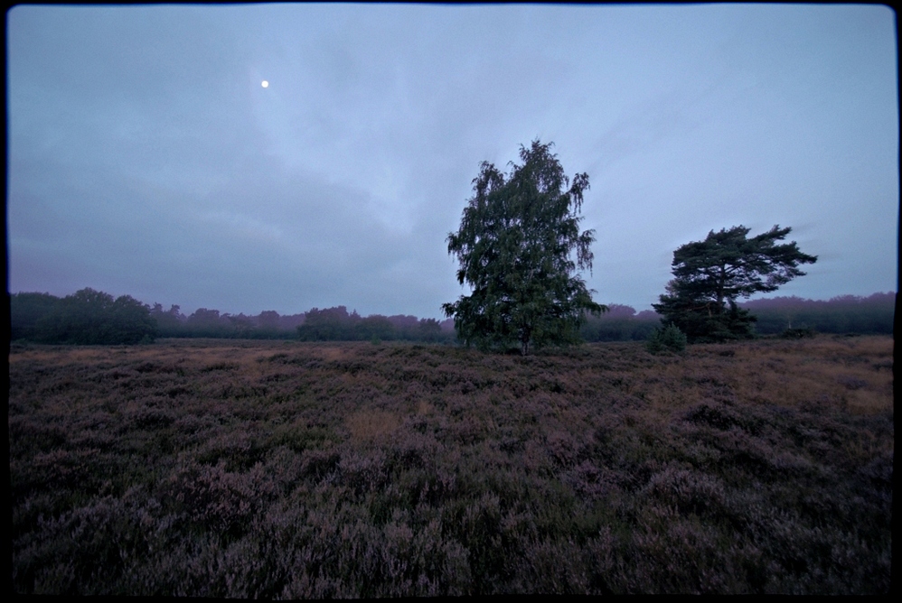 zwielichtige Heide