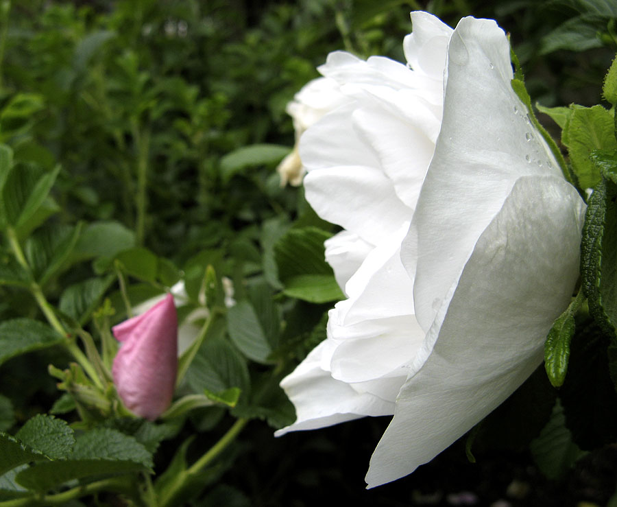 Zwiesprache der Rosen