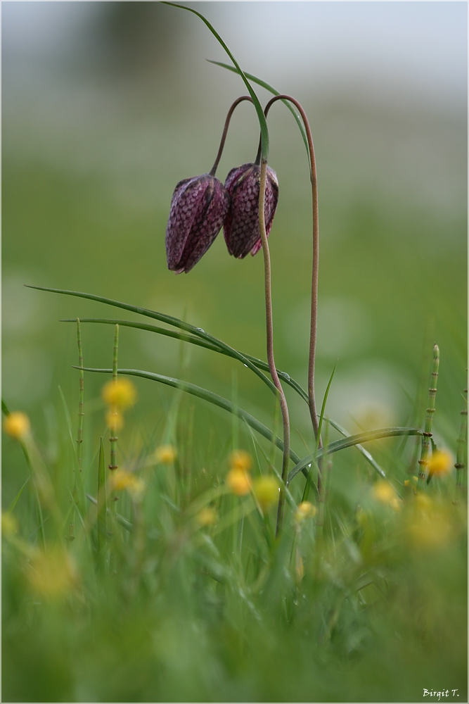 Zwilling - Schachbrettblumen