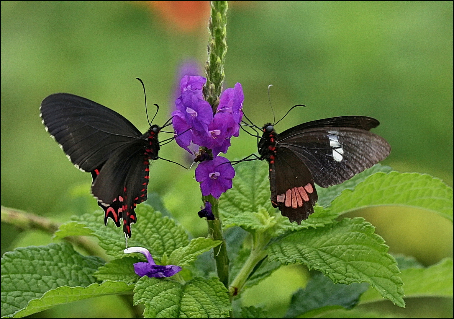 zwilling schmetterling