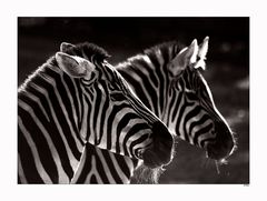 Zebras
