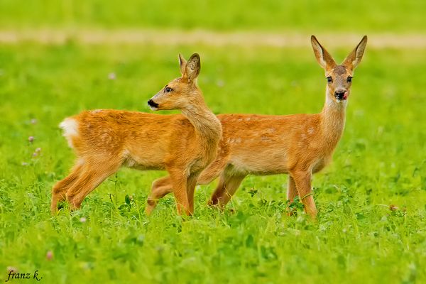              ***      Zwillinge     ***