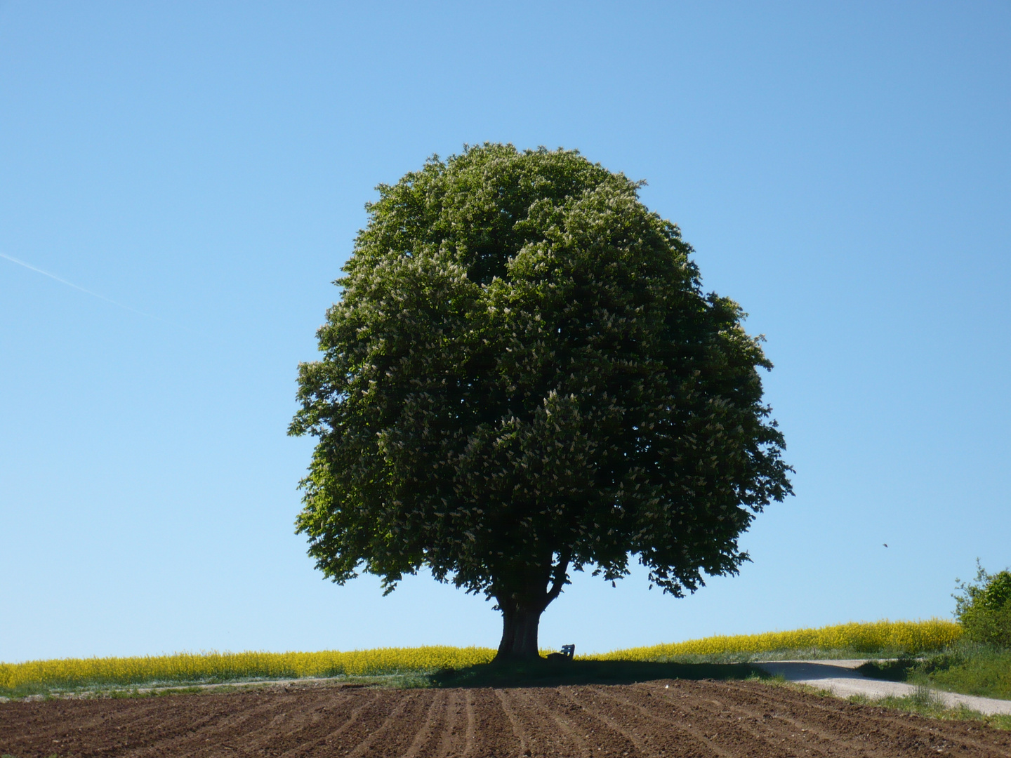 Zwillinge Der Baum 1