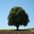 Zwillinge Der Baum 1