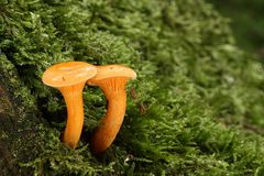 Zwillinge - Falscher Pfifferling (Hygrophoropsis aurantiaca)