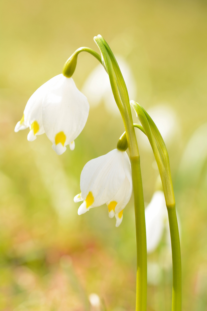 Zwillinge im Frühlingslicht