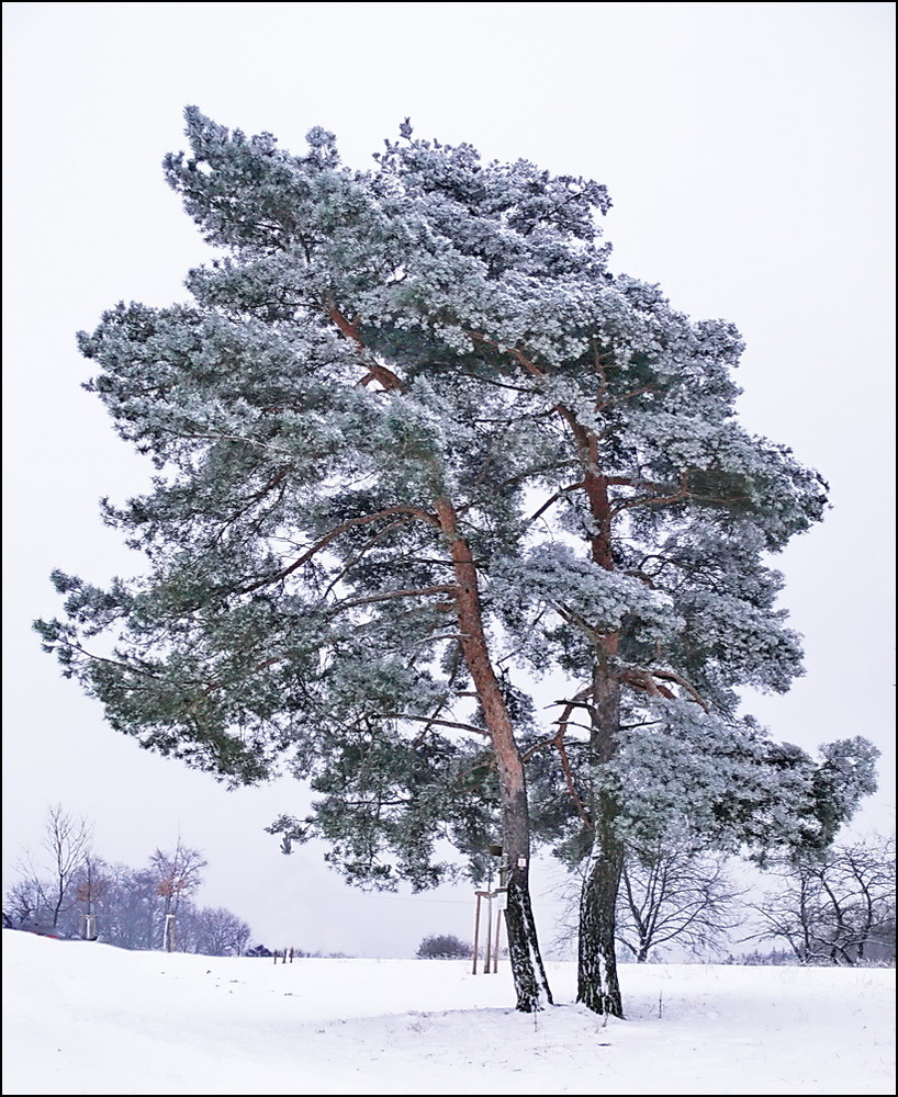 *Zwillinge im Schnee*