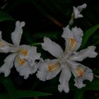 Zwillinge (Iris japonica)