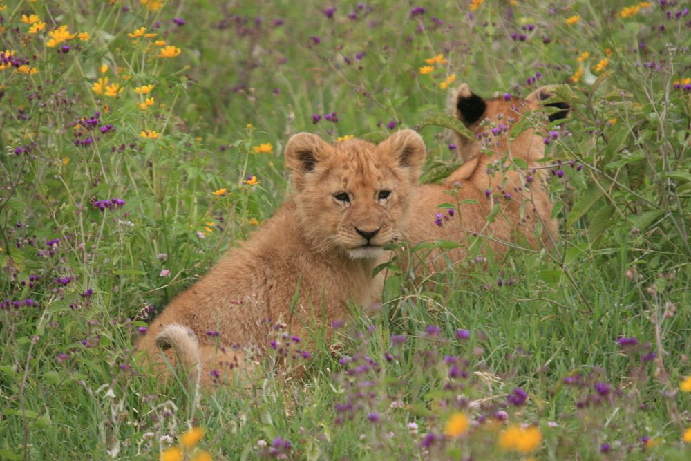 Zwillinge [Löwenjunge im Ngorongoro Krater 2008] von RingoBora 