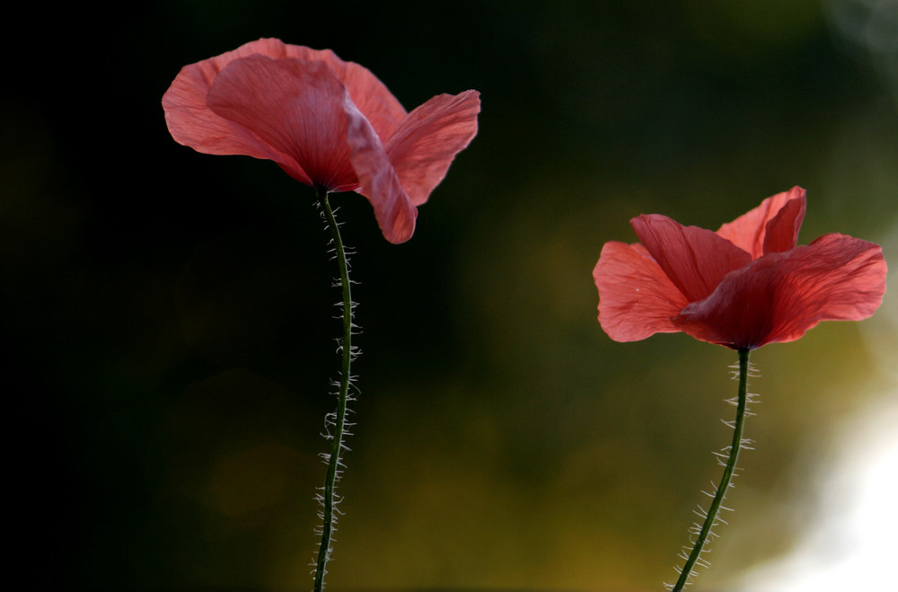 Zwillings-Mohn